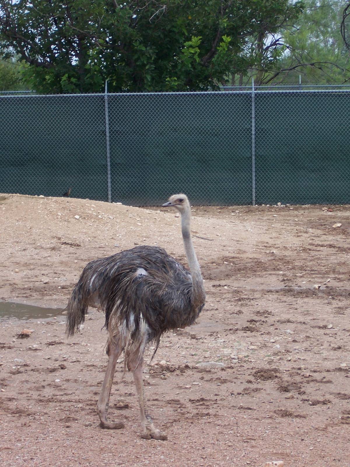Ostrich