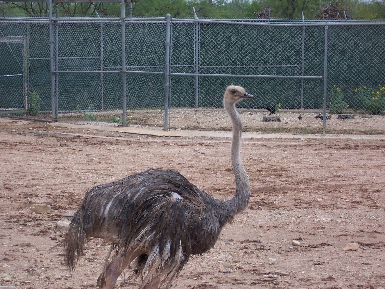 Ostrich