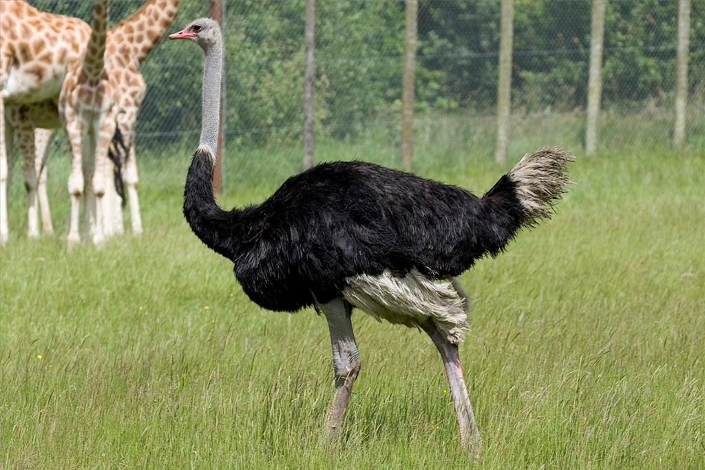 Ostrich