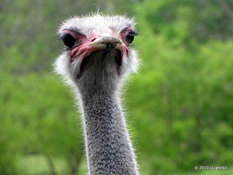 Ostrich