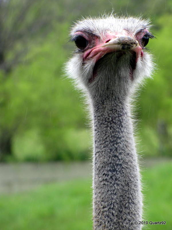 Ostrich
