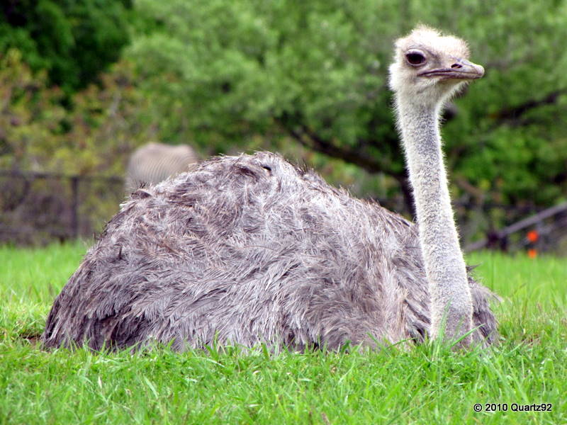 Ostrich