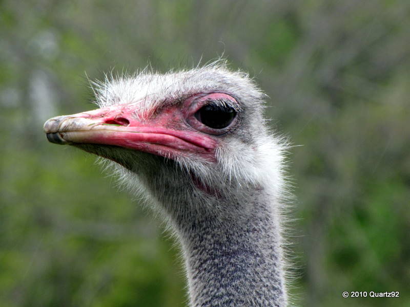 Ostrich