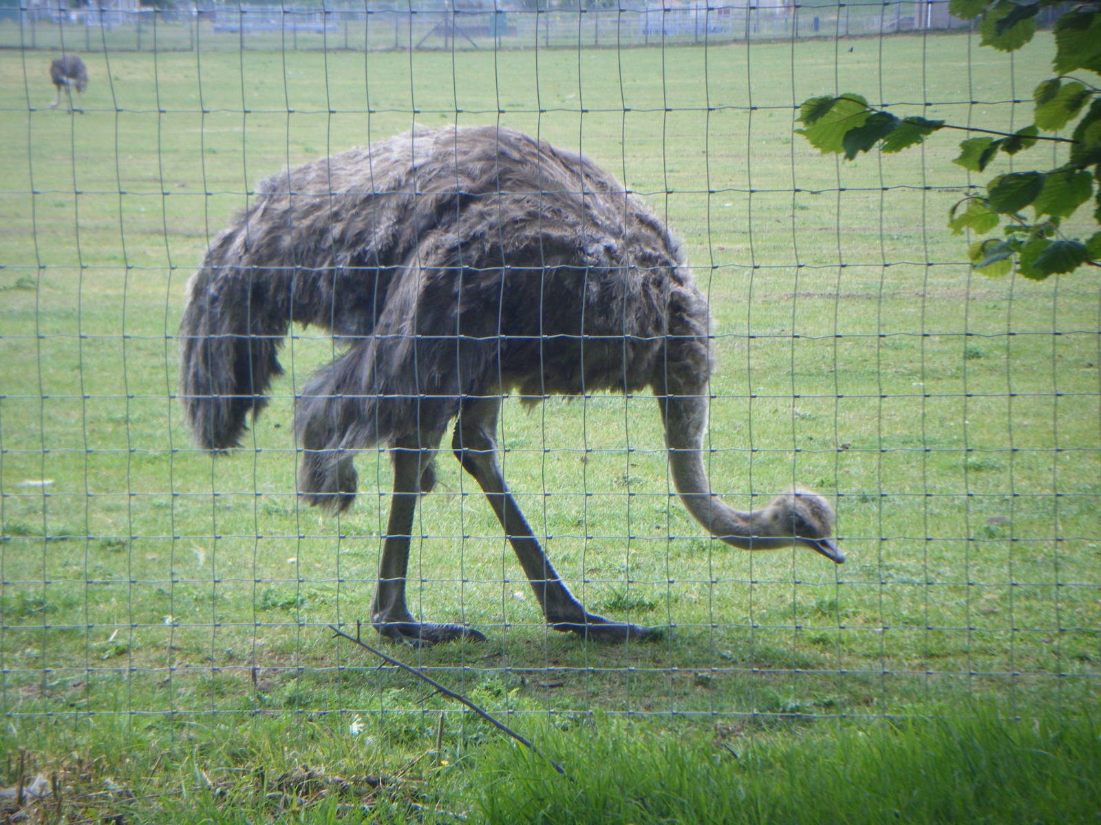 Ostrich