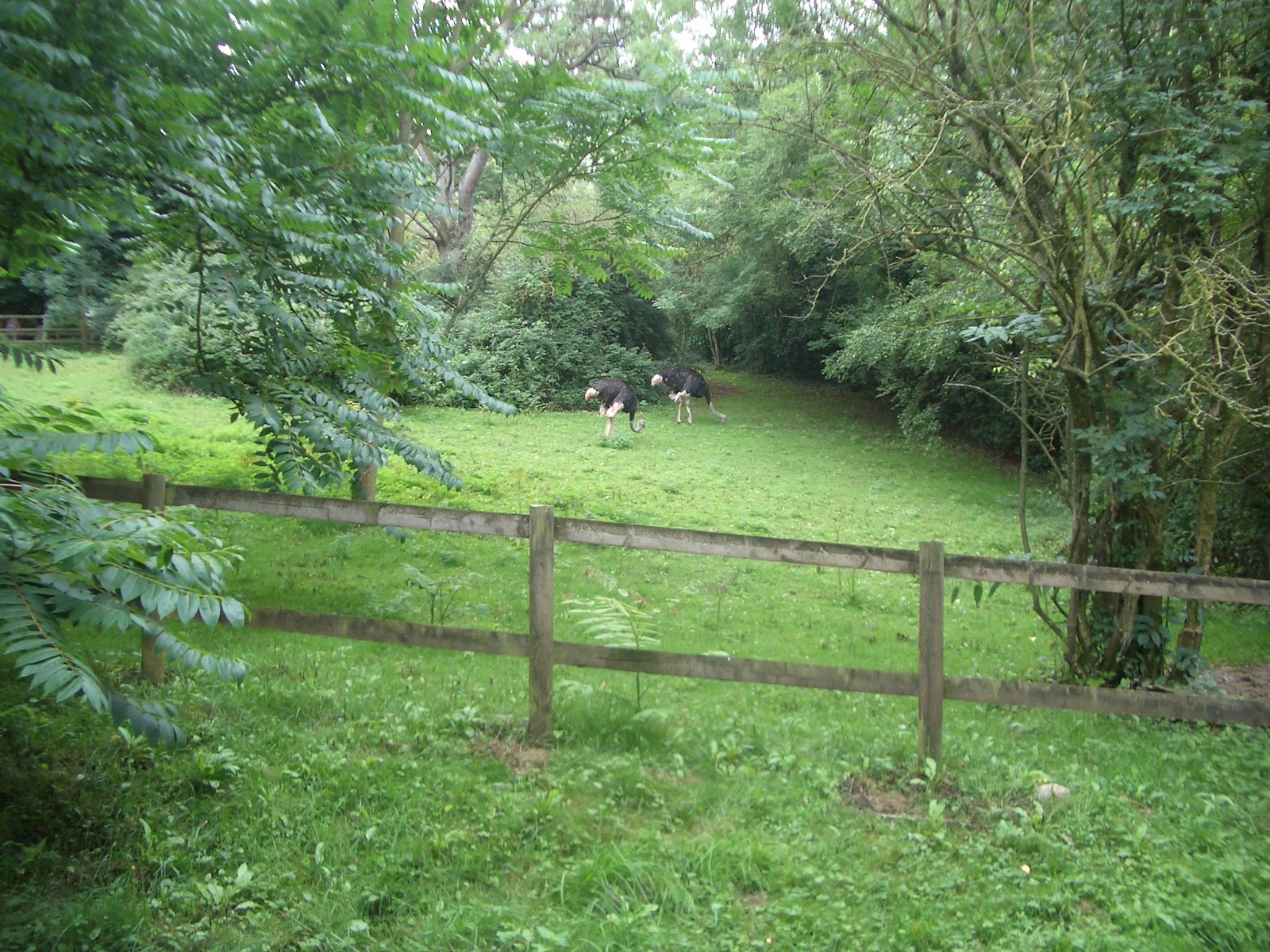 Ostriches - 27.07.2010