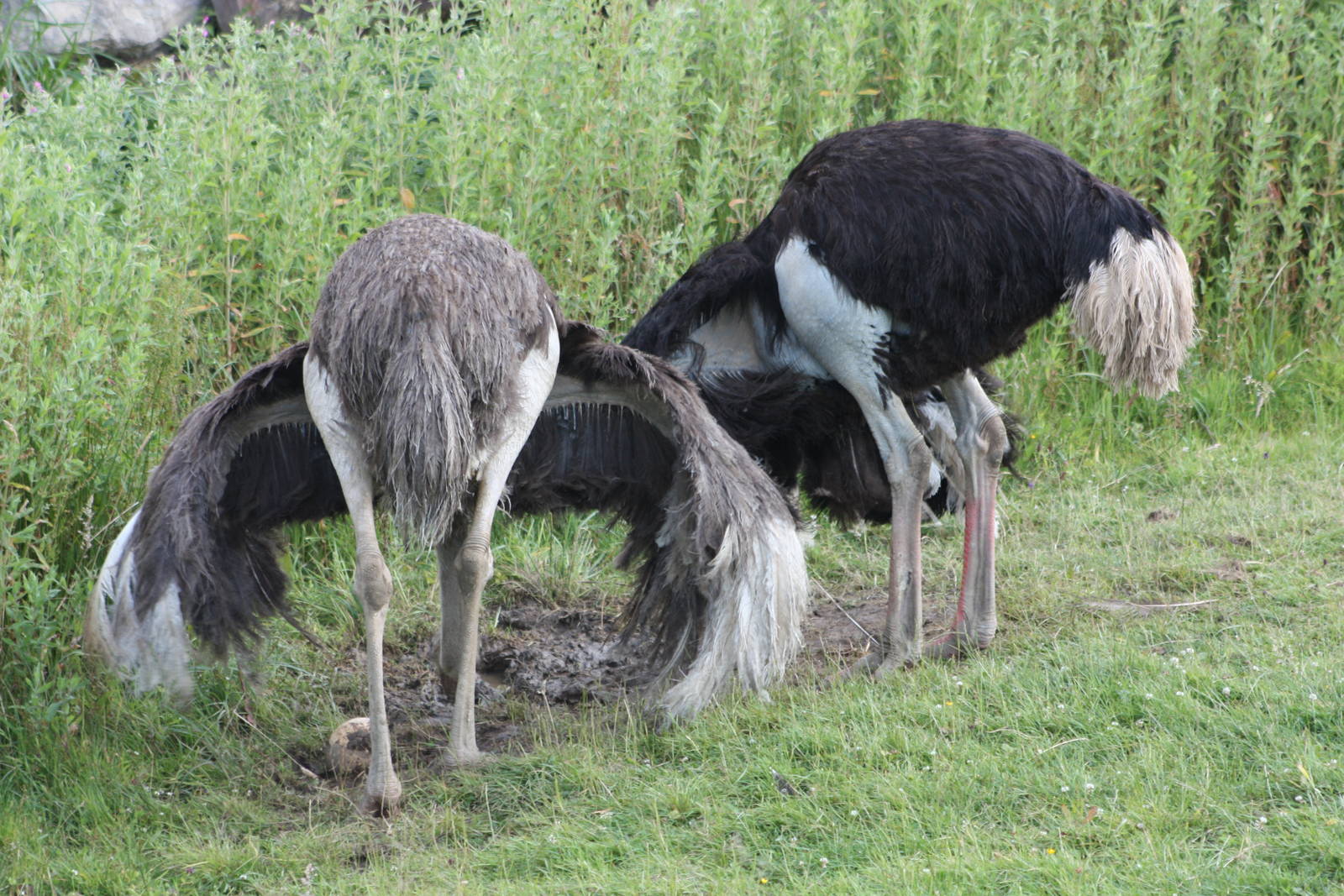 Ostriches, 7th July 2014