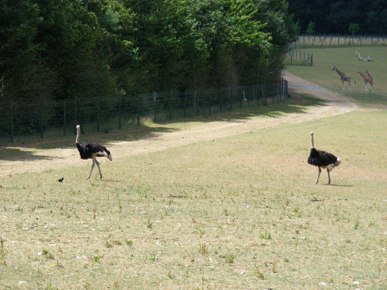 Ostriches and giraffes at Marwell Wildlife, 11 July 2010