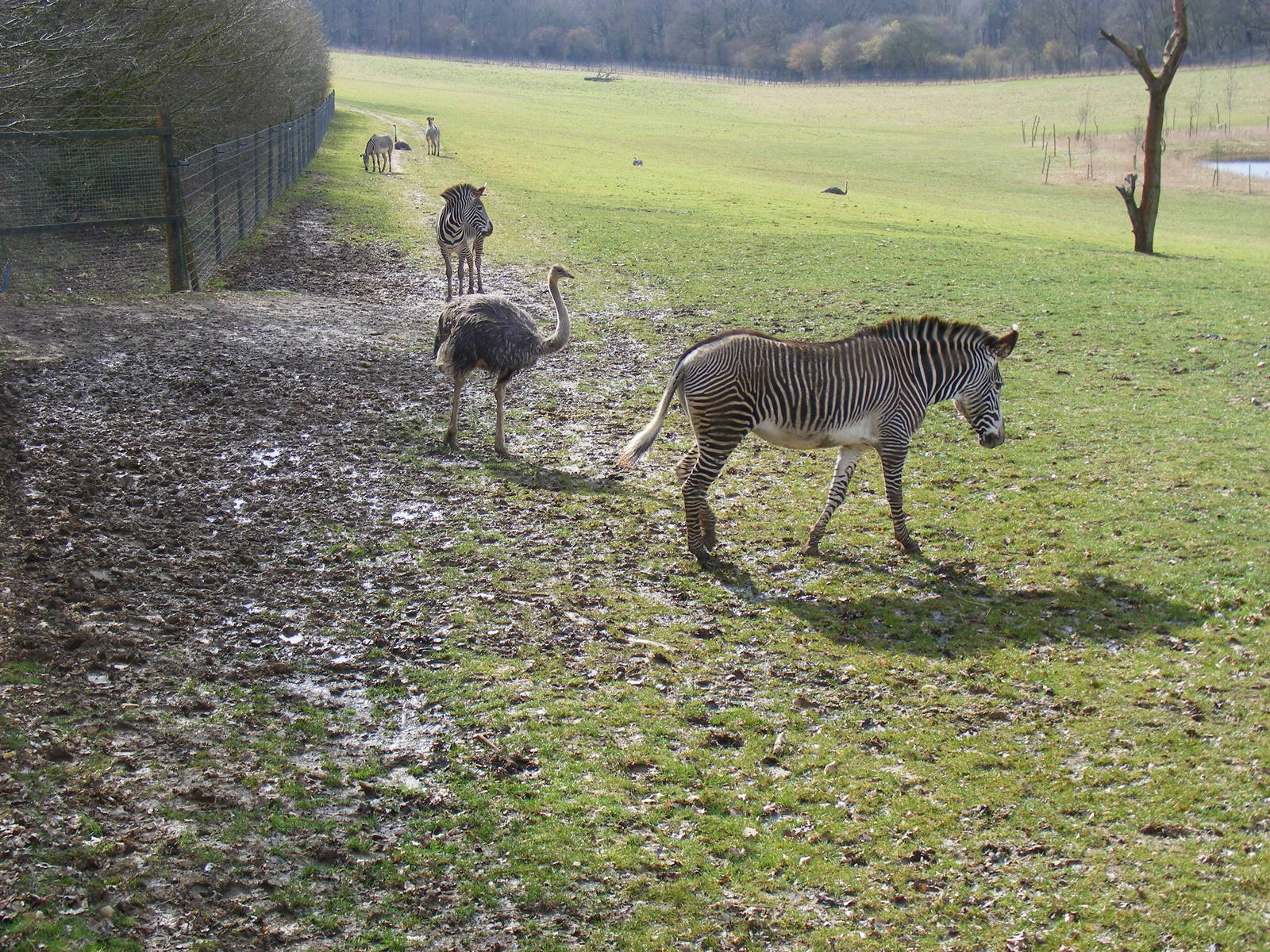 Ostriches and Grevy's zebras in Valley Field at Marwell Wildlife, 21 March