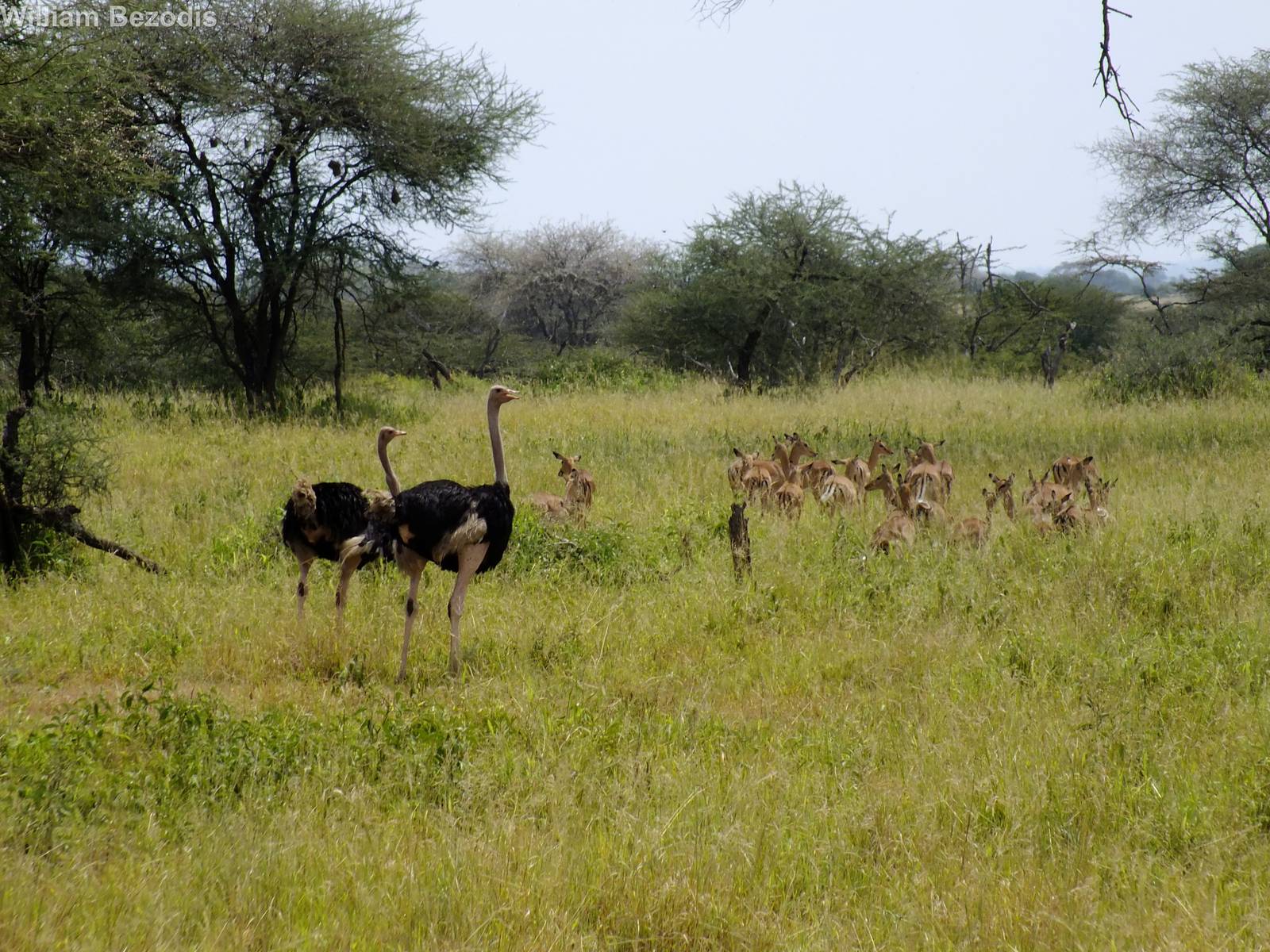Ostriches and Impala
