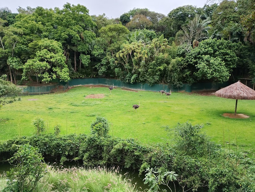 Ostriches and waterbuck