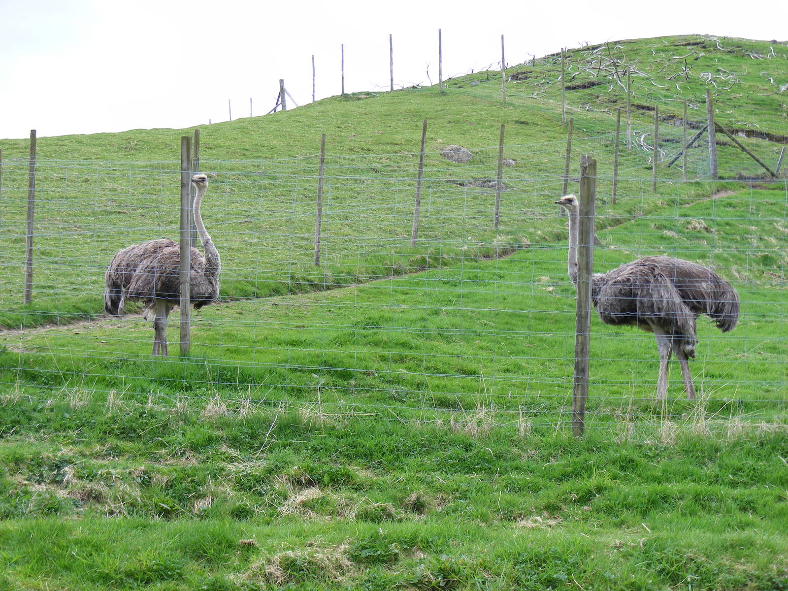 Ostriches at Auchingarrich Wildlife Centre, 20 May 2010