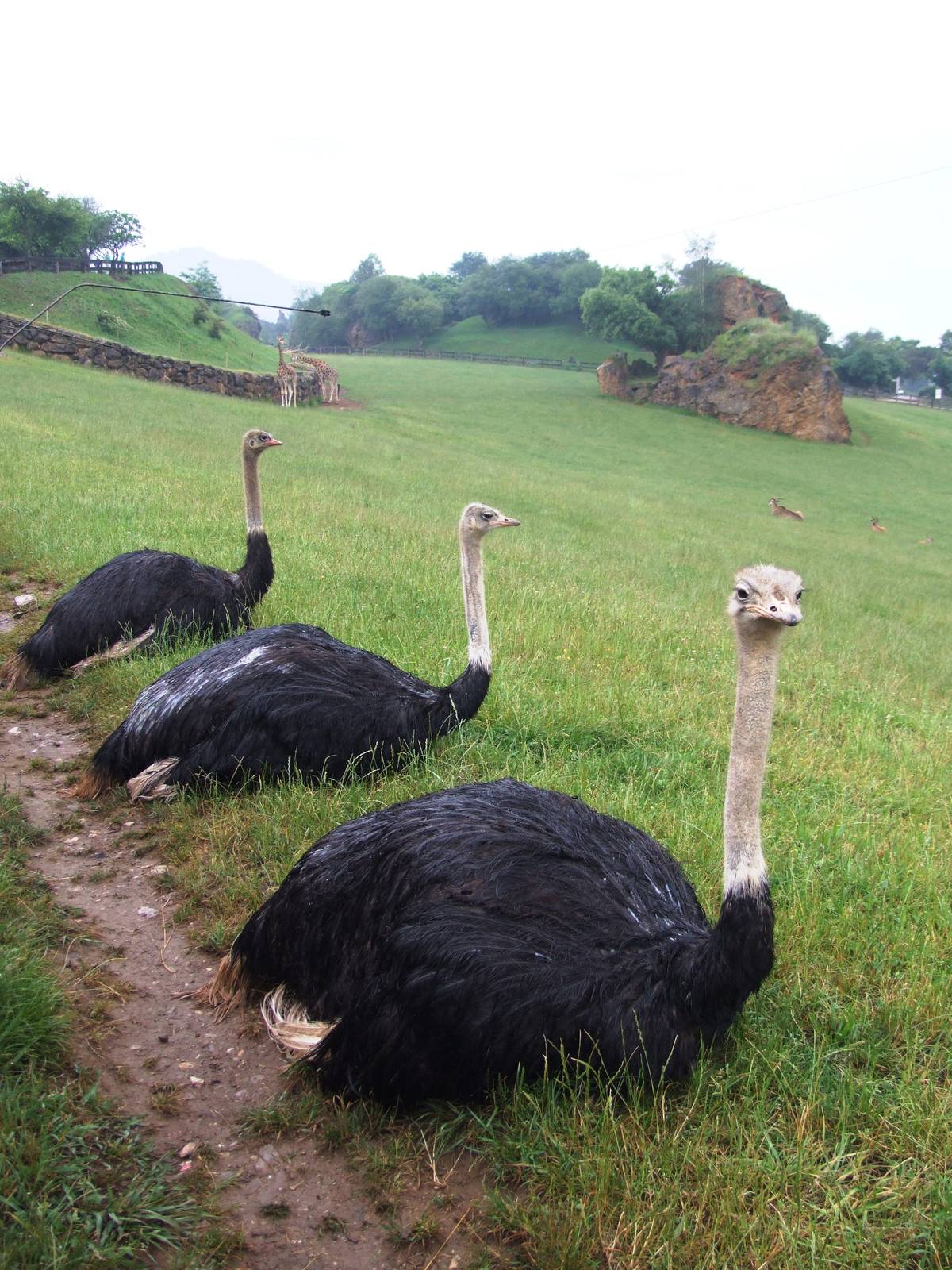 Ostriches at Cabarceno, 11/06/15