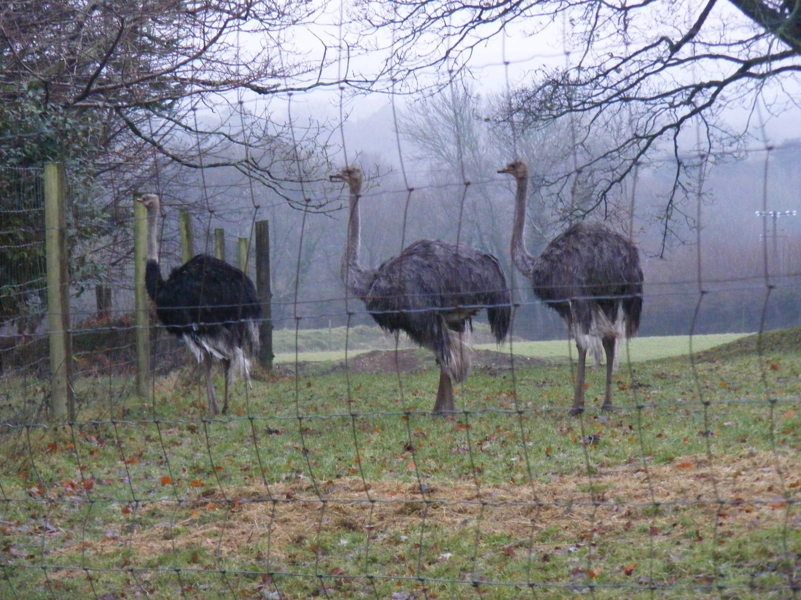 Ostriches at Dartmoor Zoo, 30 December 2010