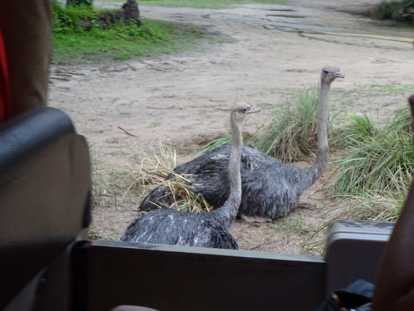 Ostriches at Disney's Animal Kingdom (2014)