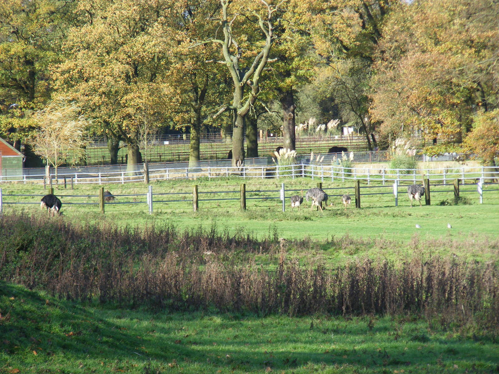 Ostriches at Whipsnade Zoo, 11 November 2010