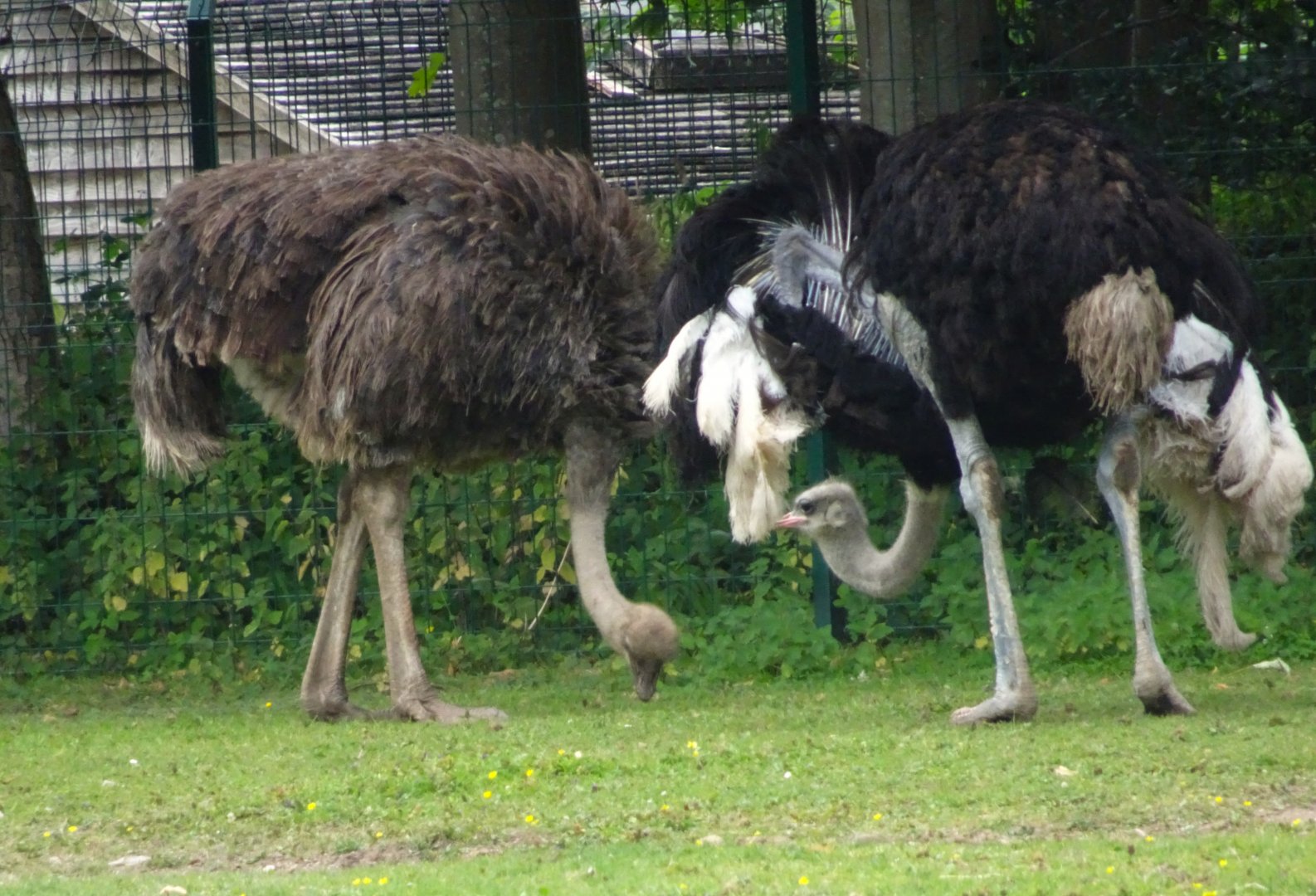 Ostriches  Blackpool Zoo 13 July 2025