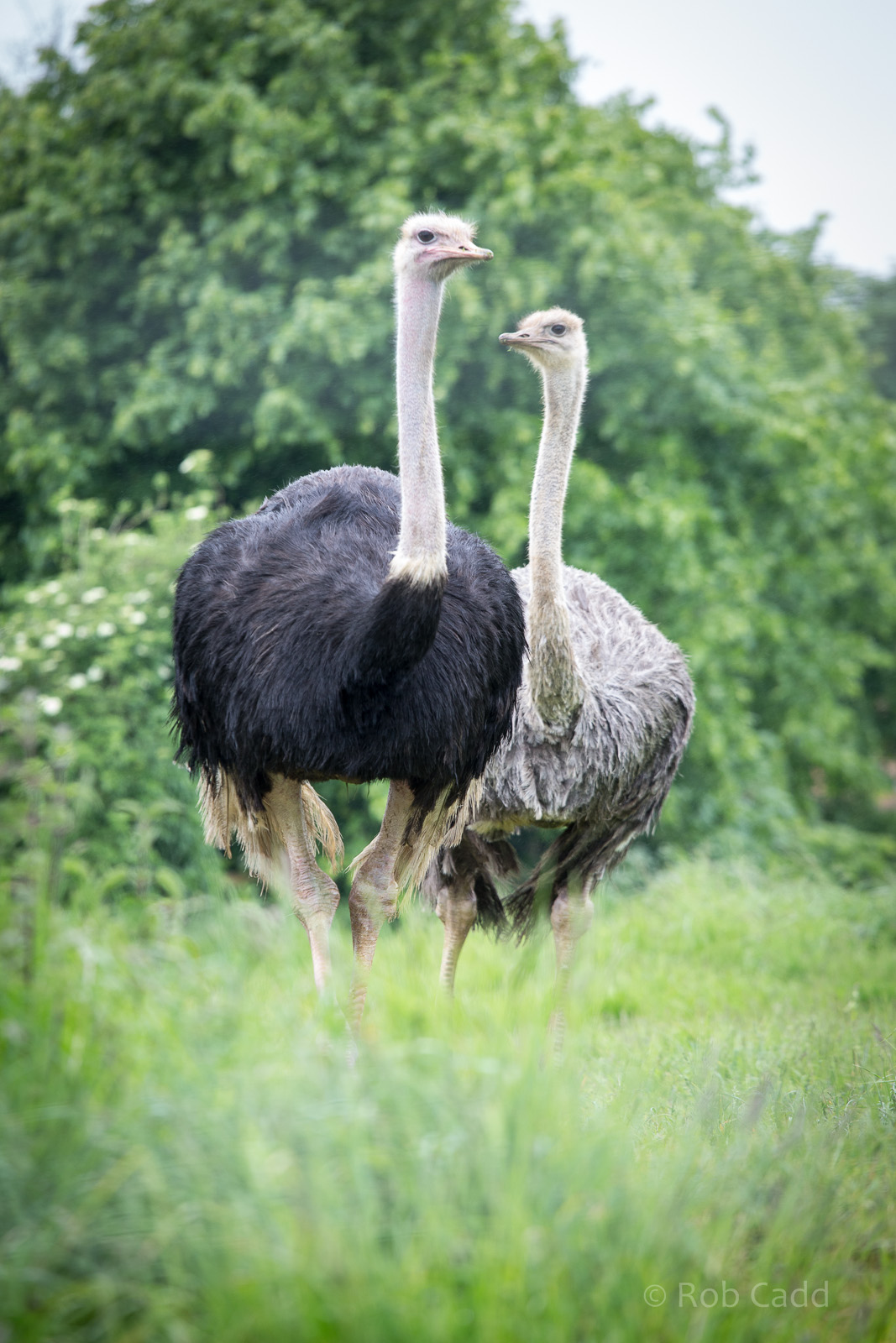 Ostriches : Cotswold WP : 28 May 2014