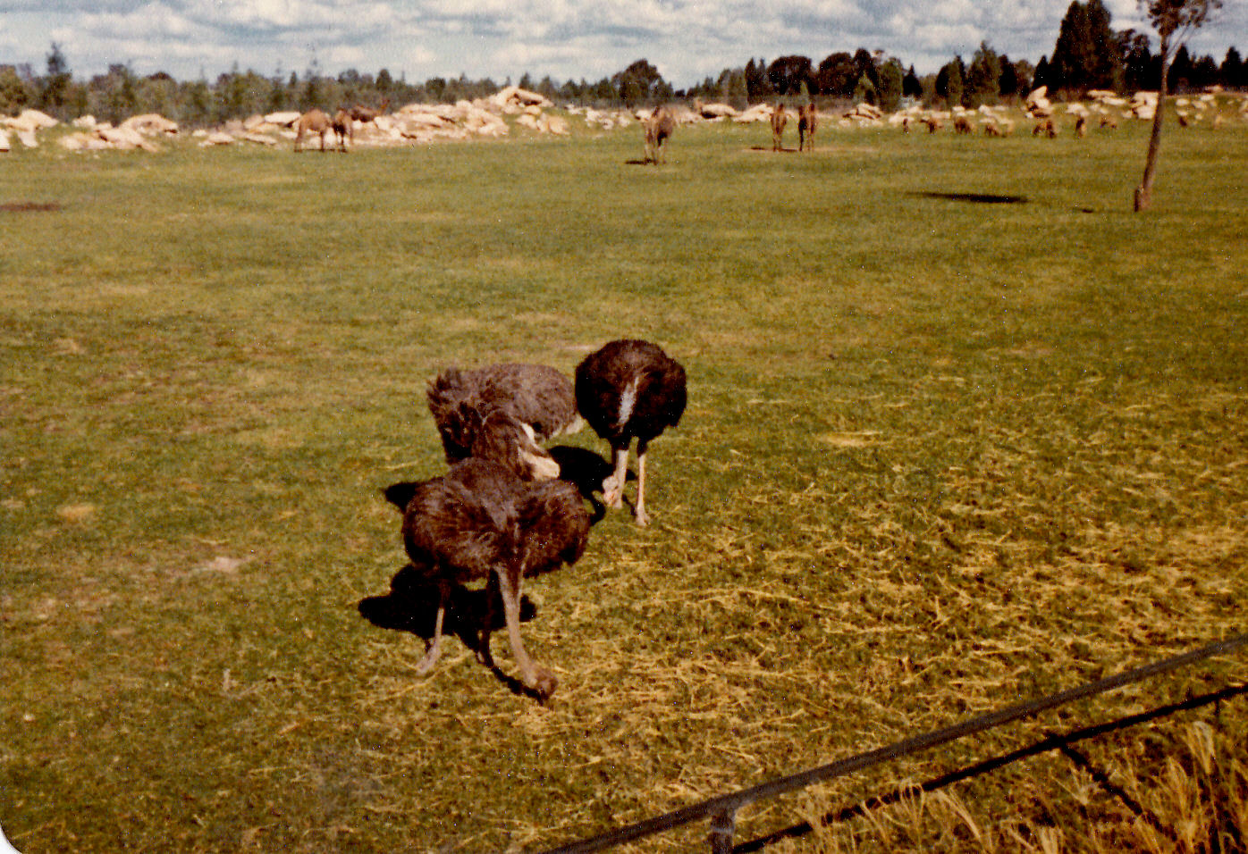 Ostriches, Dromedaries and Barbary Sheep