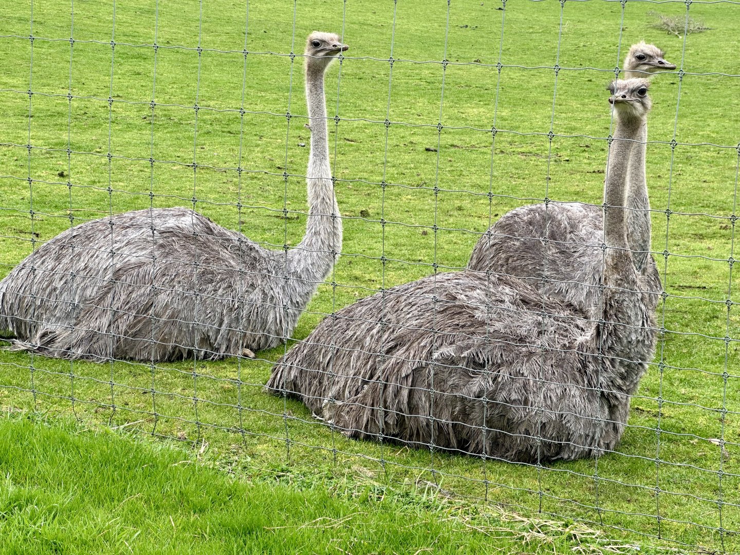Ostriches (females)