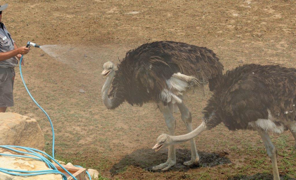 Ostriches getting misted