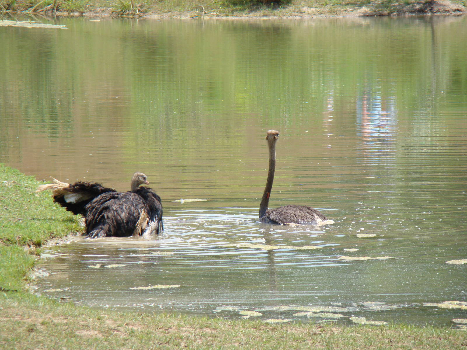 Ostriches going for a swim