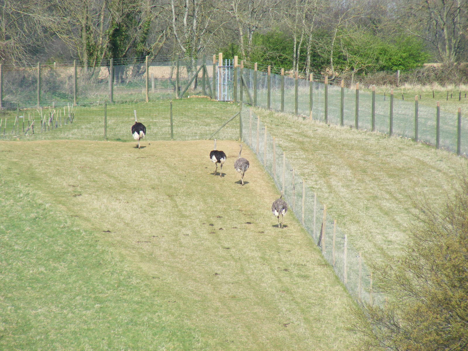 Ostriches in African Valley field at Marwell Wildlife, 5 April 2009