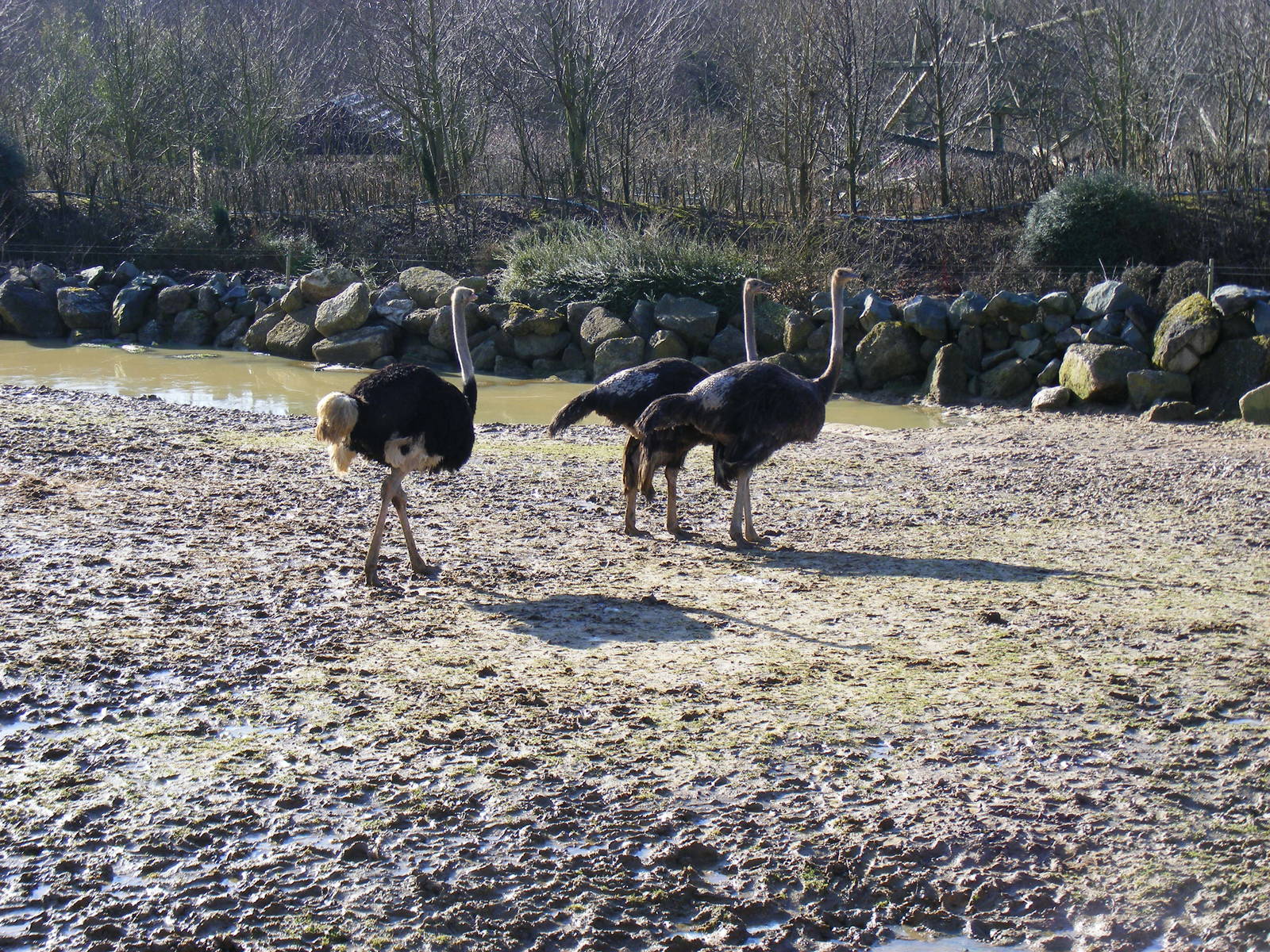 Ostriches in Kingdom of the Wild mixed exhibit at Colchester Zoo, 14 Februa