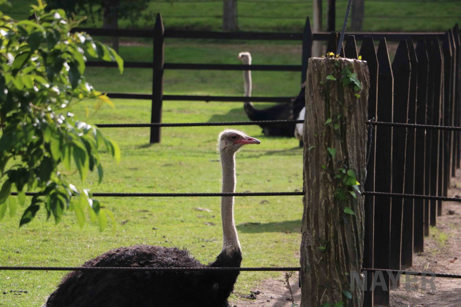 Ostriches, March 2016