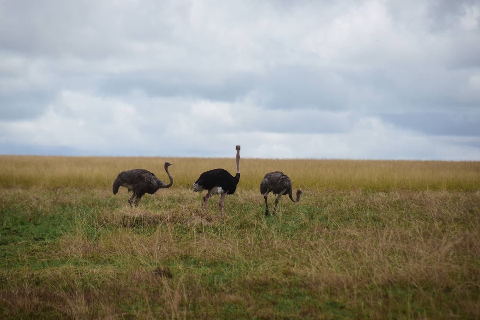 Ostriches - Masai Mara