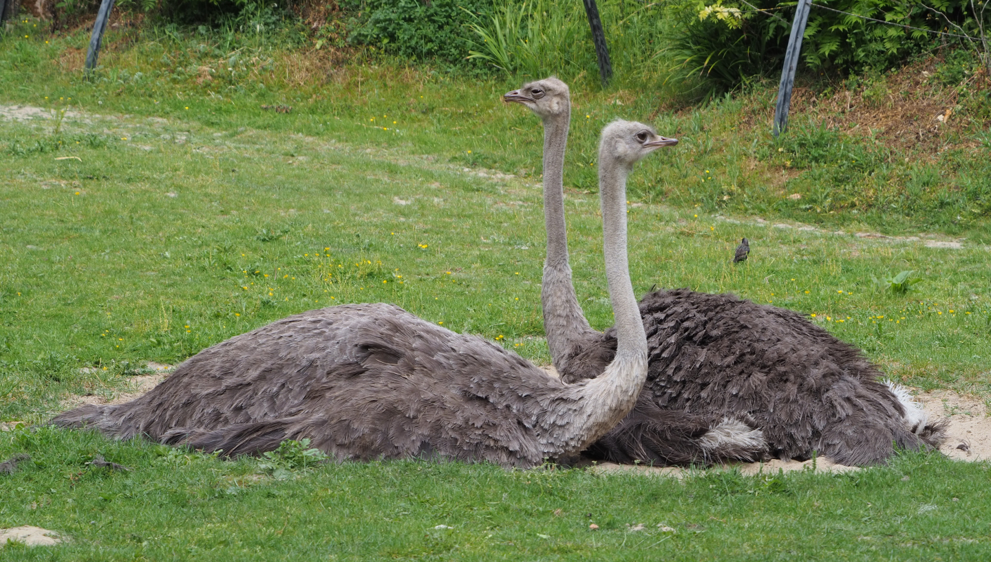 Ostriches (Struthio camelus), 2020-05-23