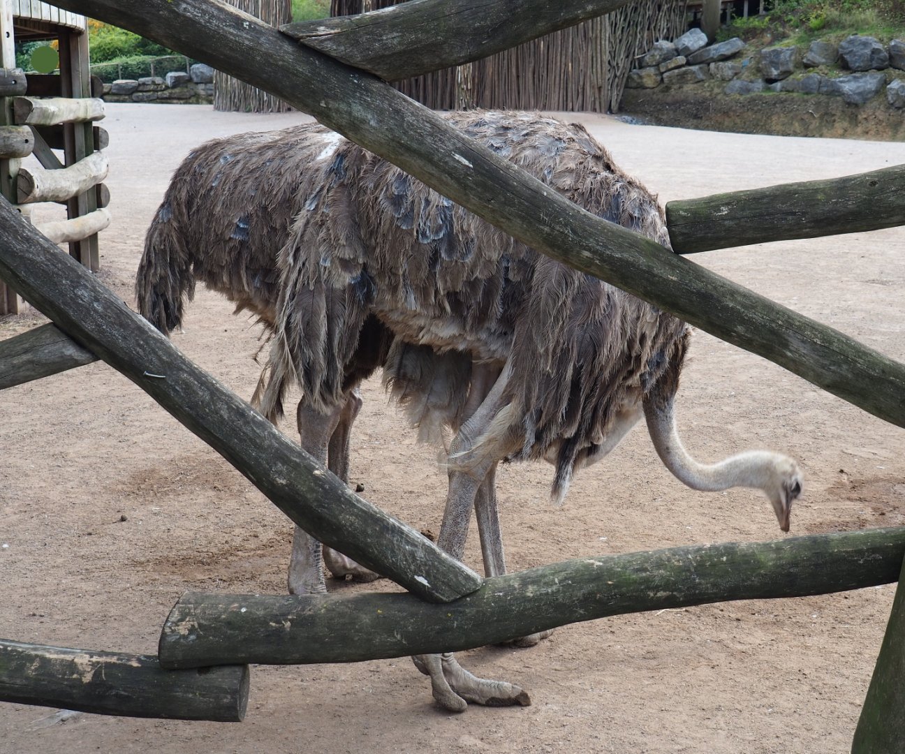 Ostriches (Struthio camelus), 2020-09-02