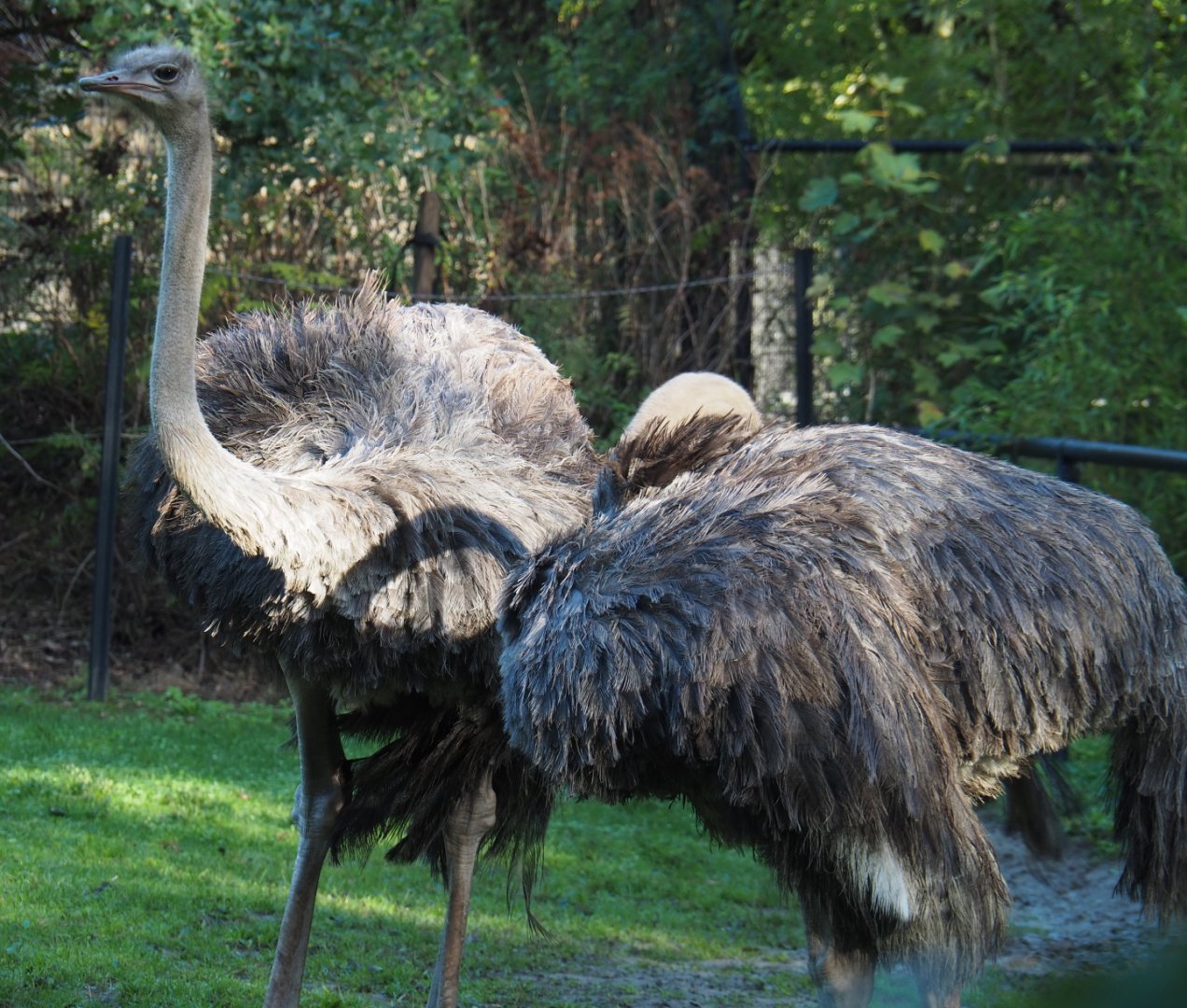 Ostriches (Struthio camelus), 2020-10-10