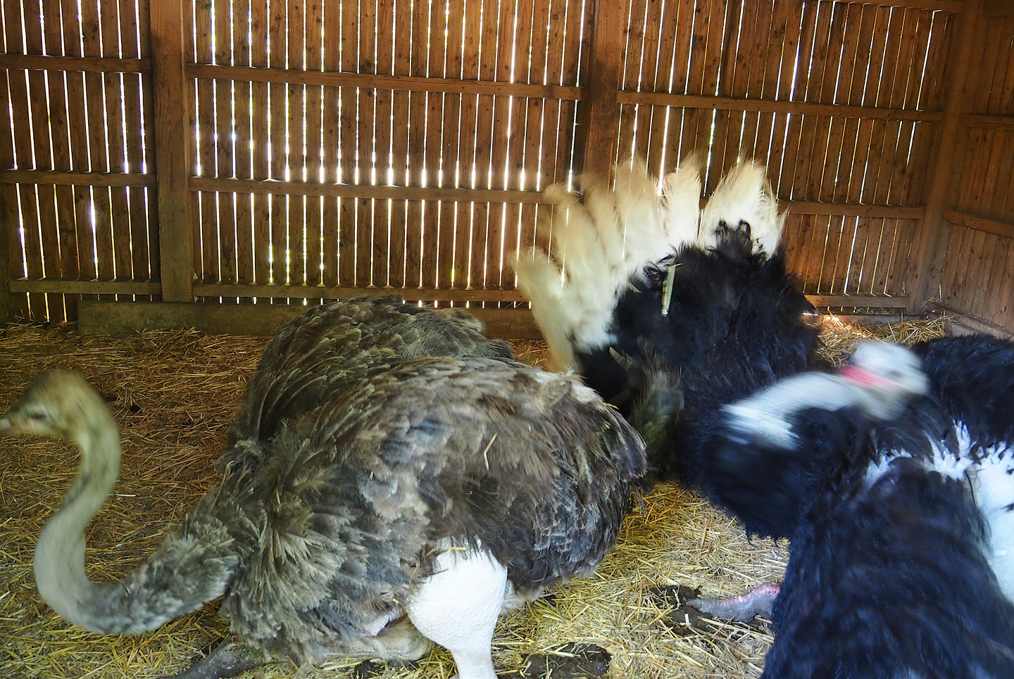 Ostriches  (Struthio camelus) in barn, with male doing courtship display, 2023-06-24