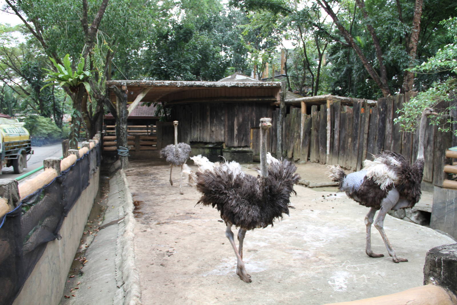Ostriches (Struthio camelus)