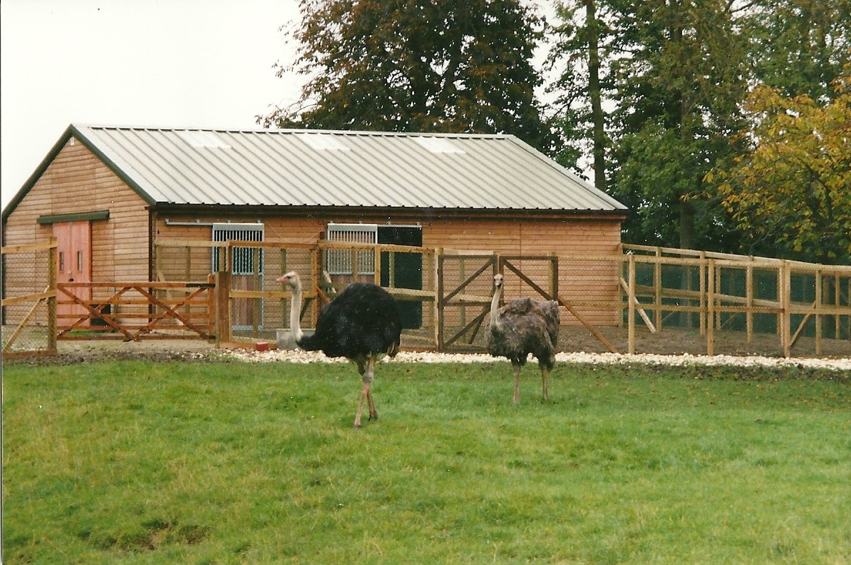 Ostriches, with Africa House to rear; 14th October 2000