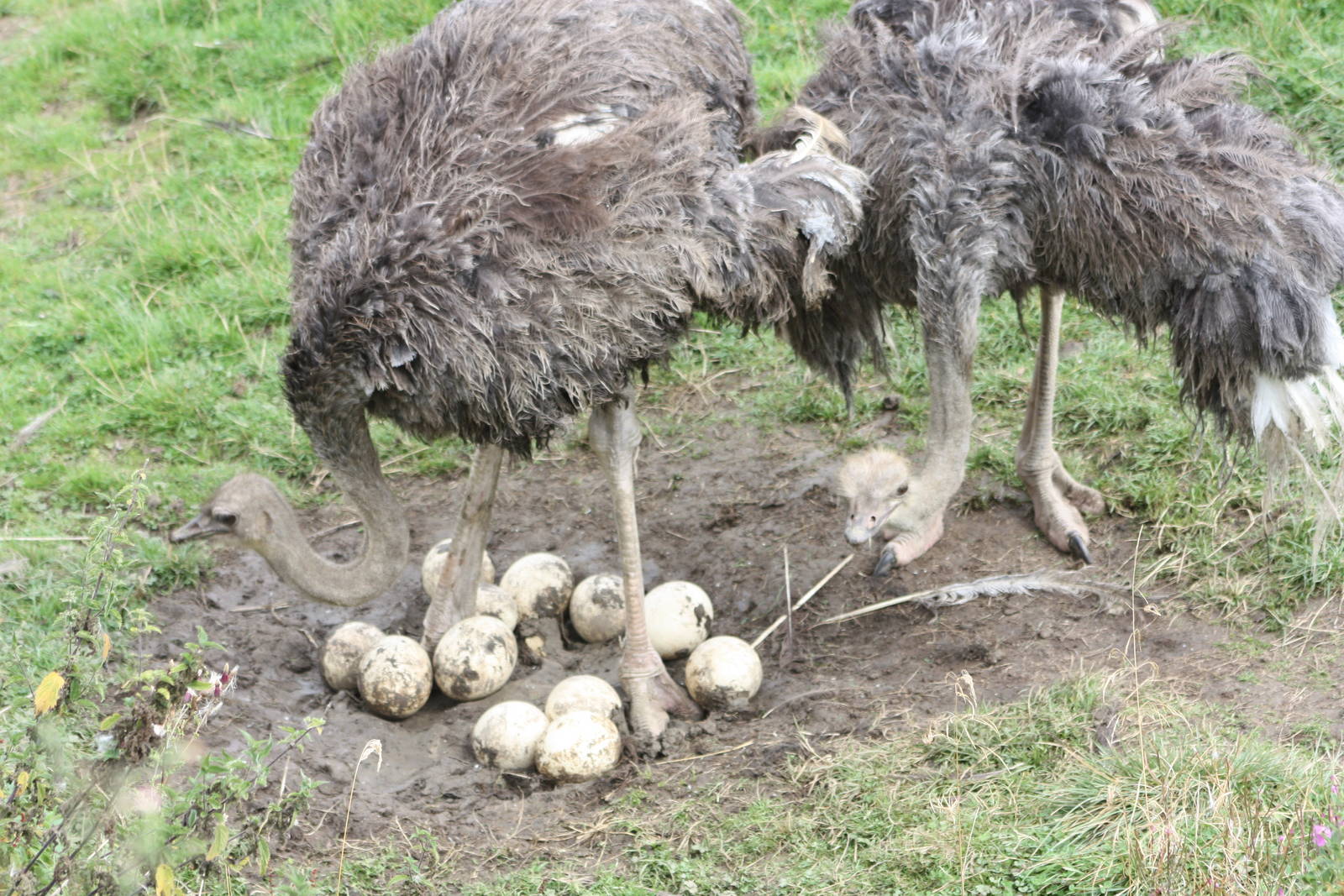 Ostriches with eggs, 1st September 2014