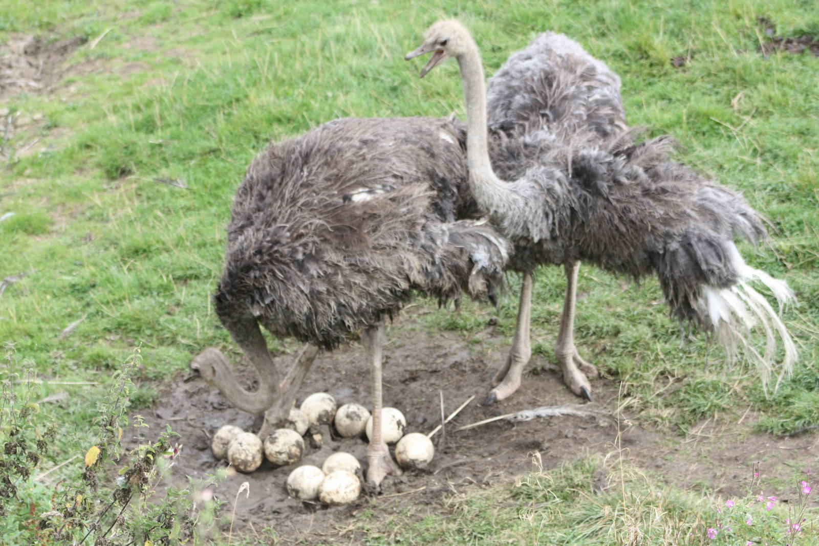 Ostriches with eggs, 1st September 2014