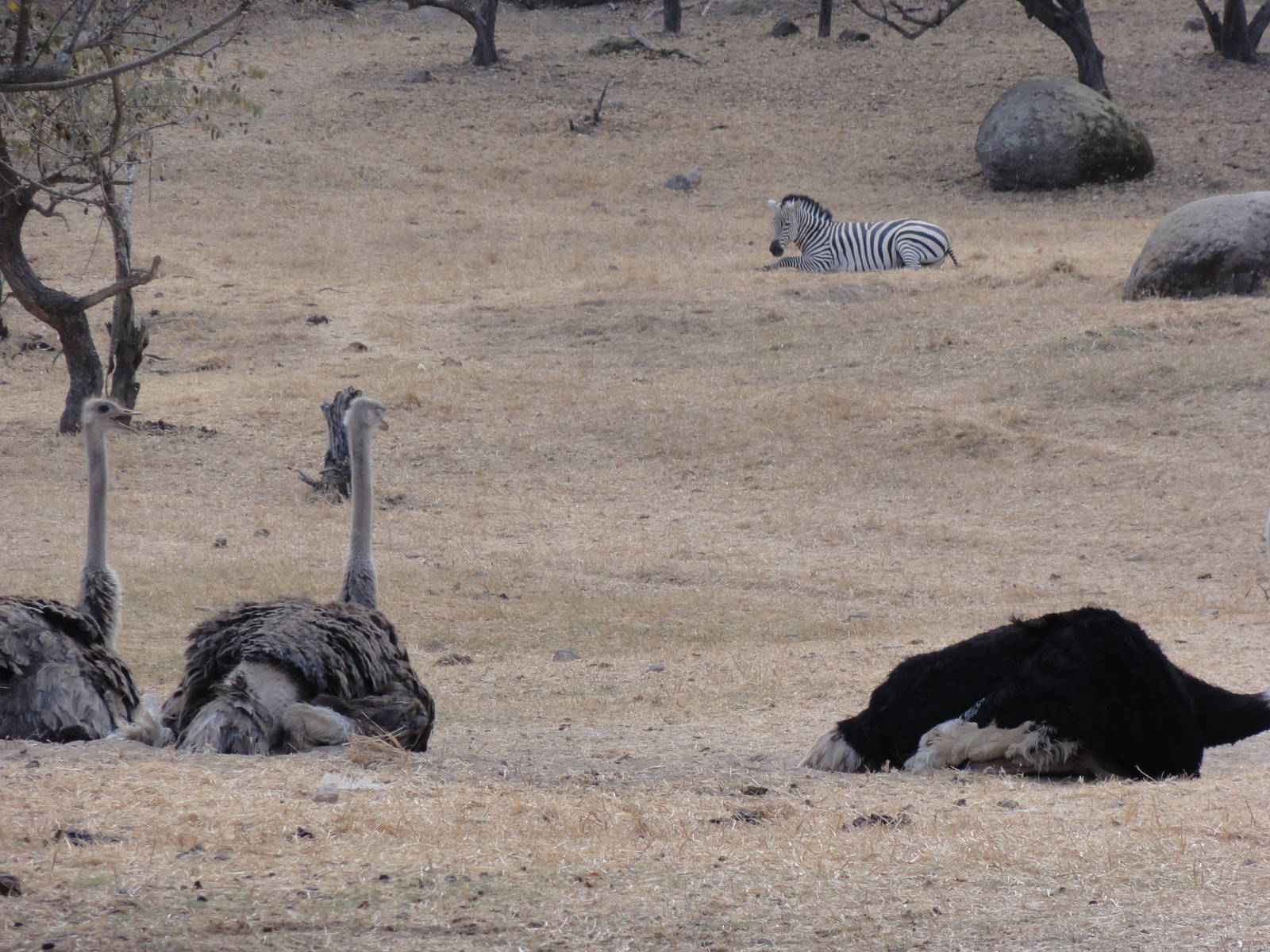 Ostriches, Zebra