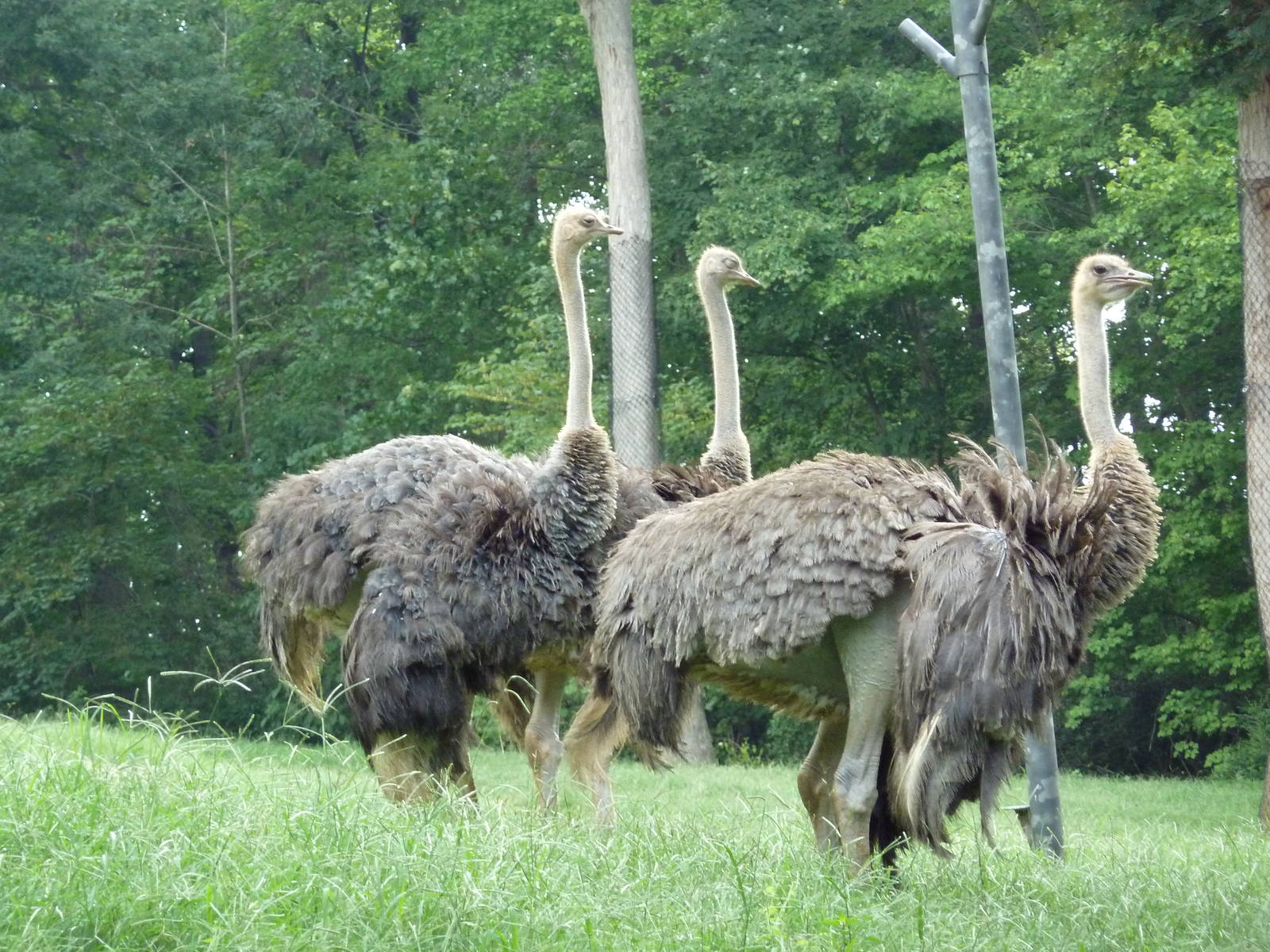 Ostriches
