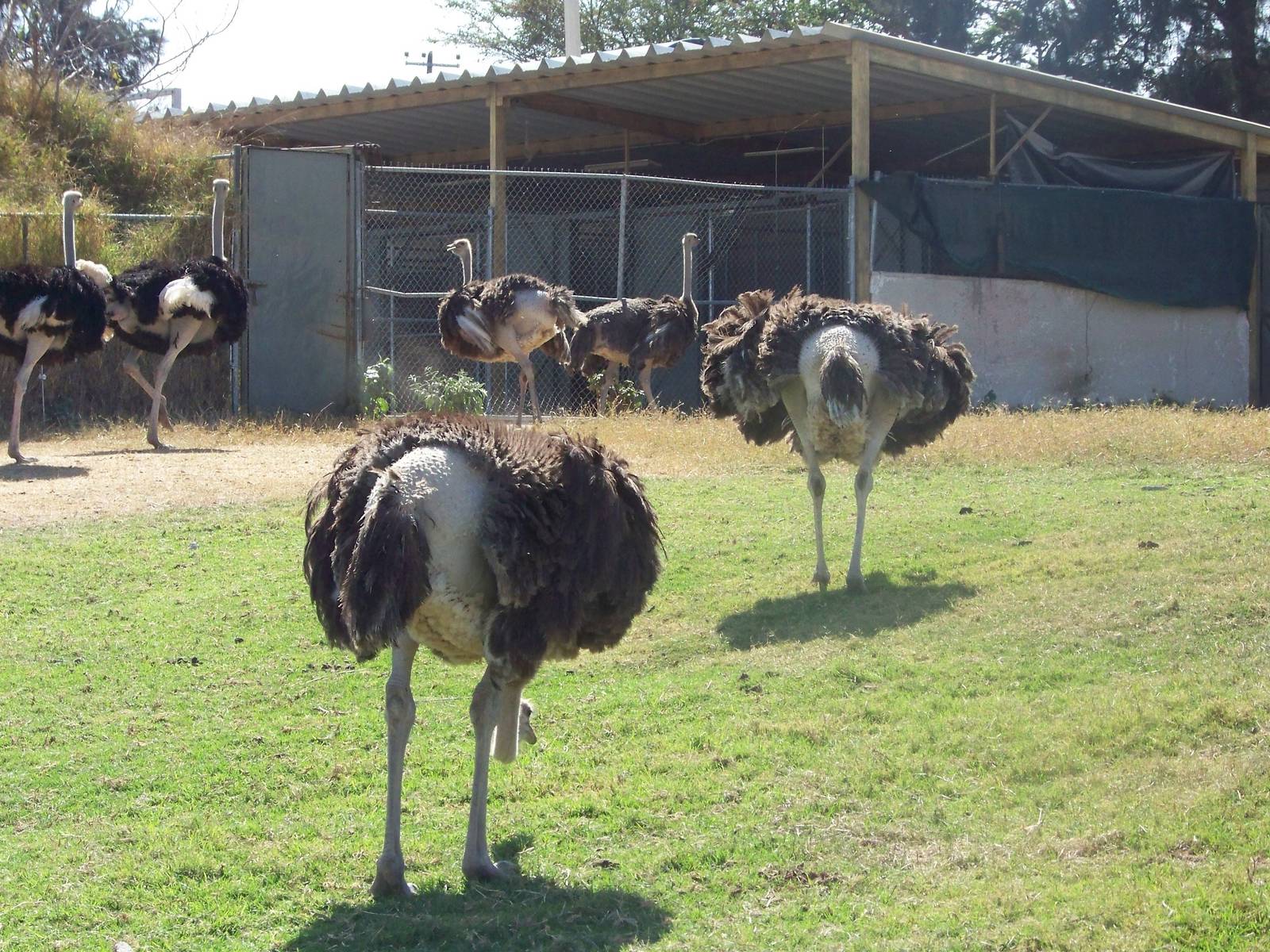 Ostriches
