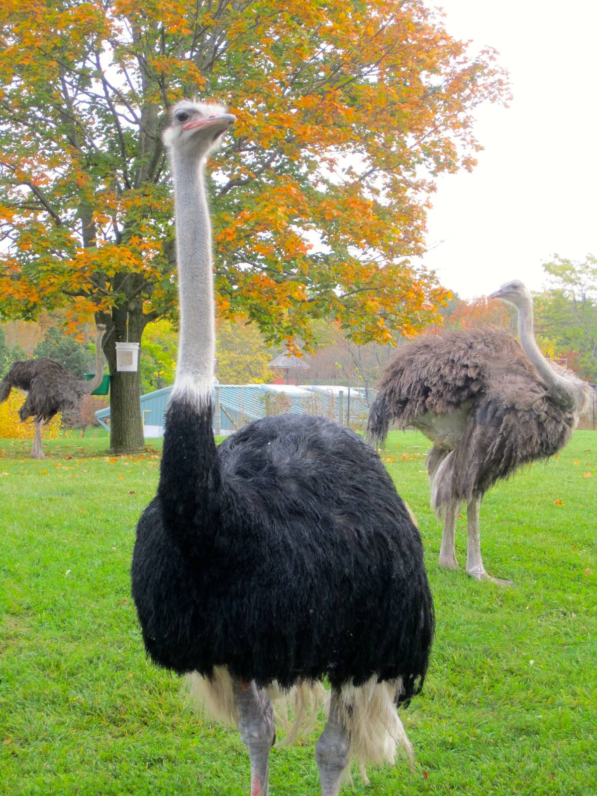 Ostriches