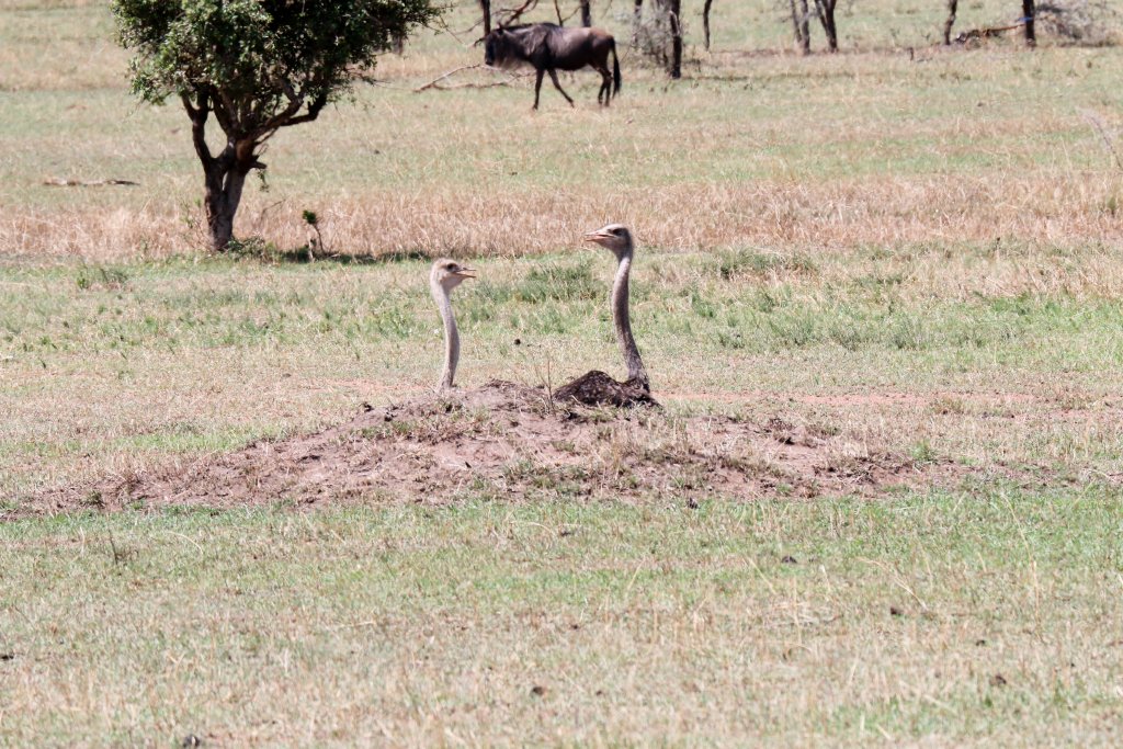 Ostriches