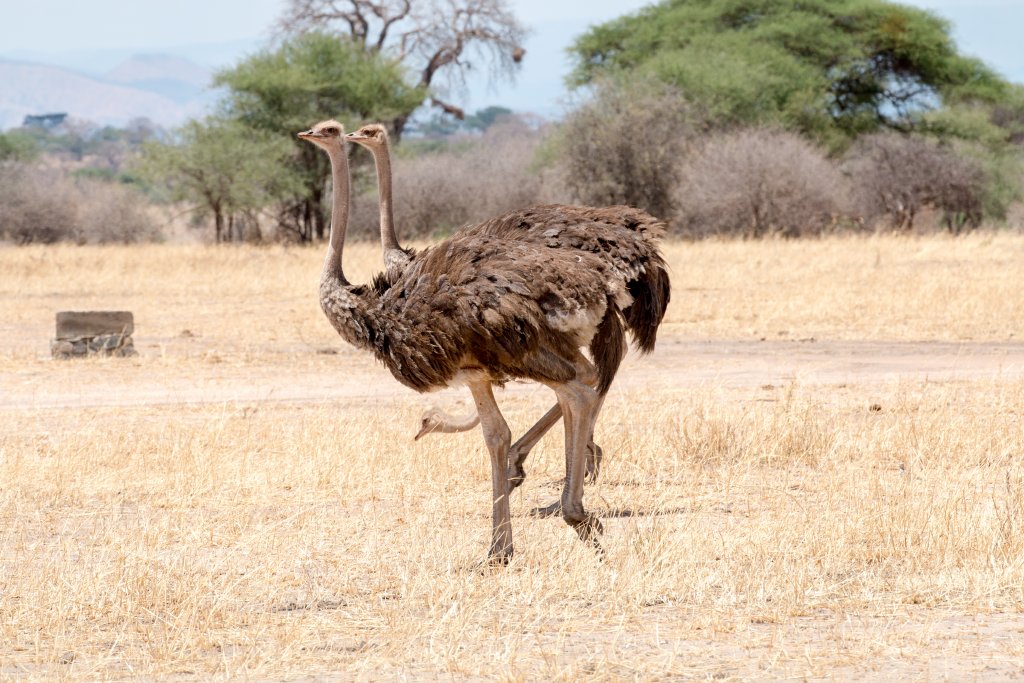 Ostriches
