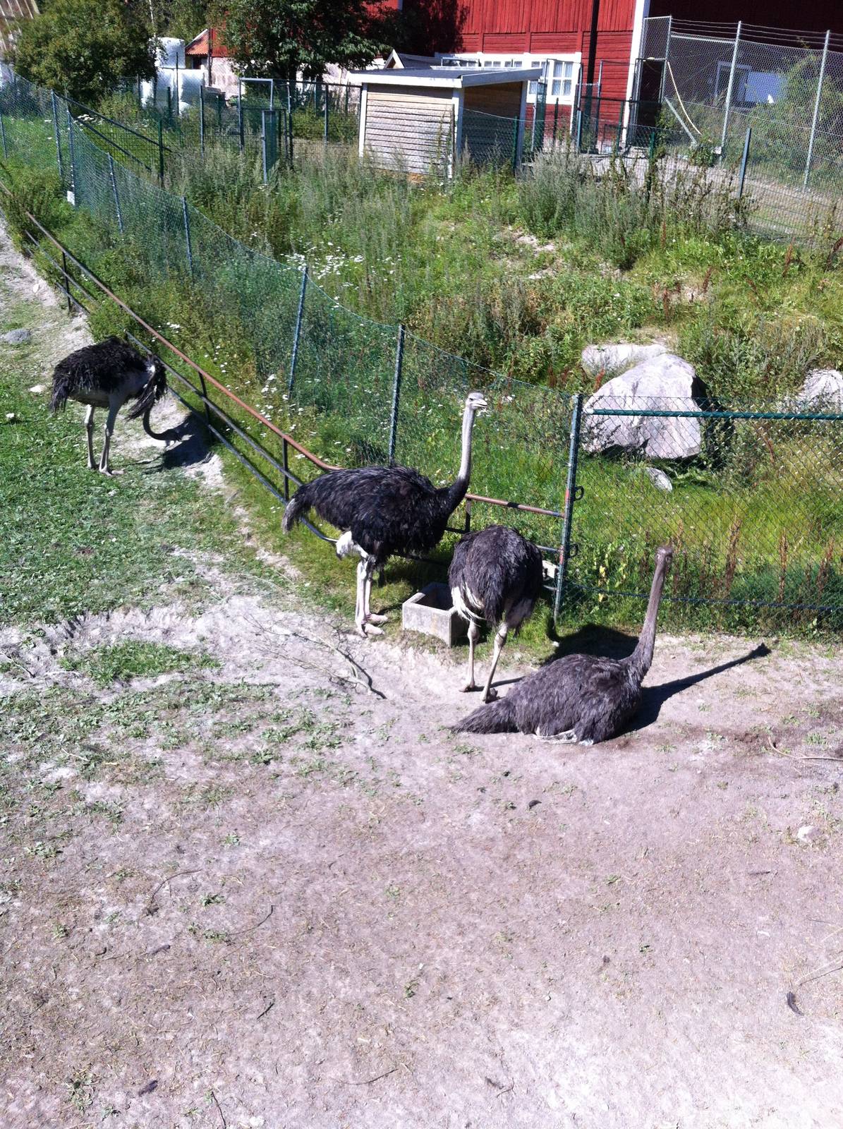Ostriches