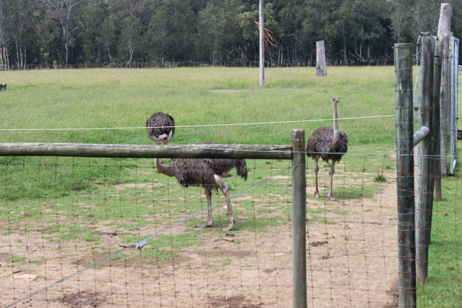 Ostriches