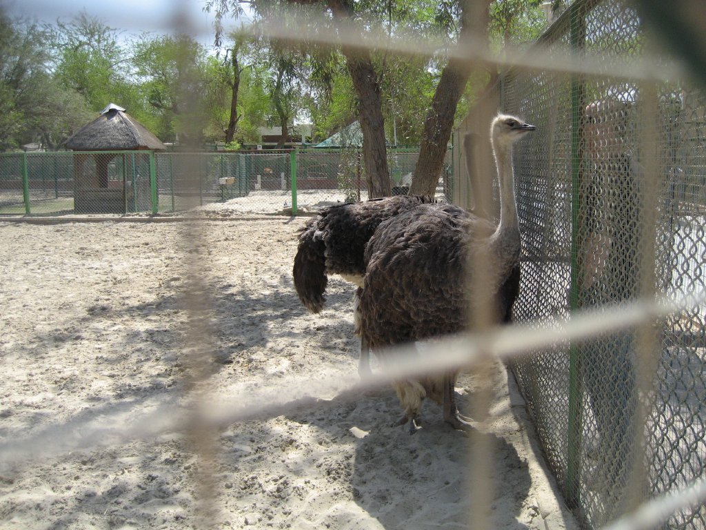Ostriches