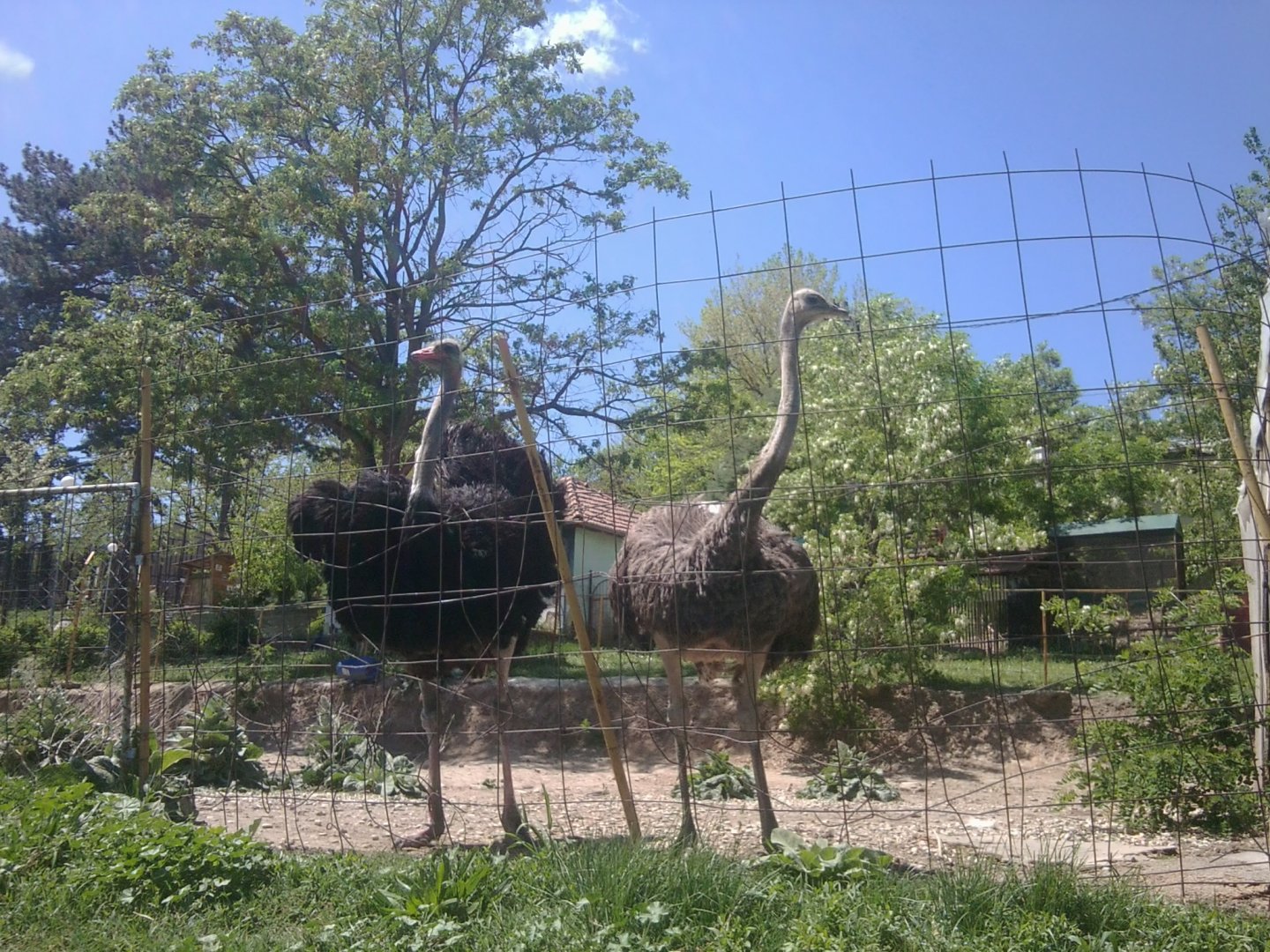Ostriches