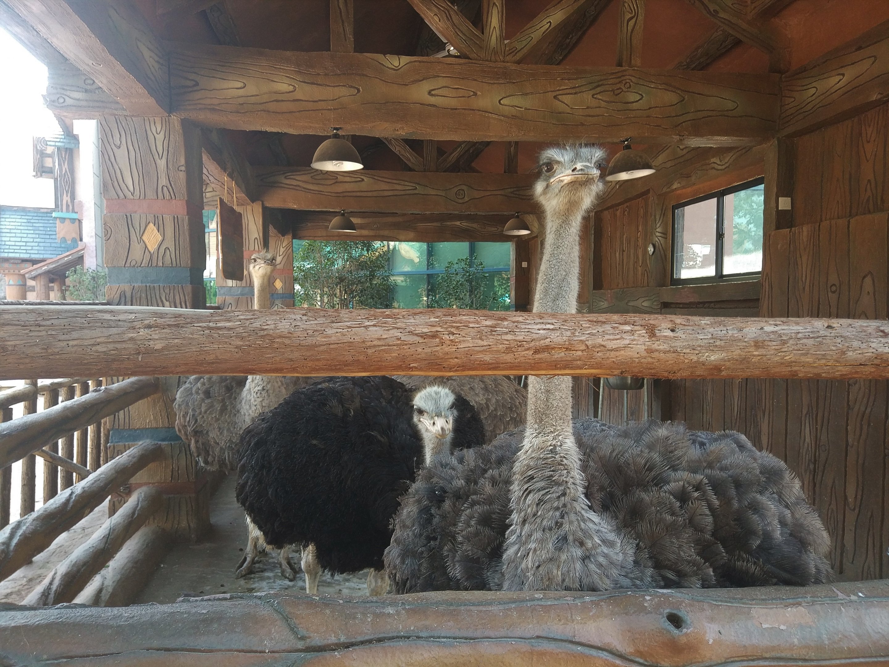 Ostriches