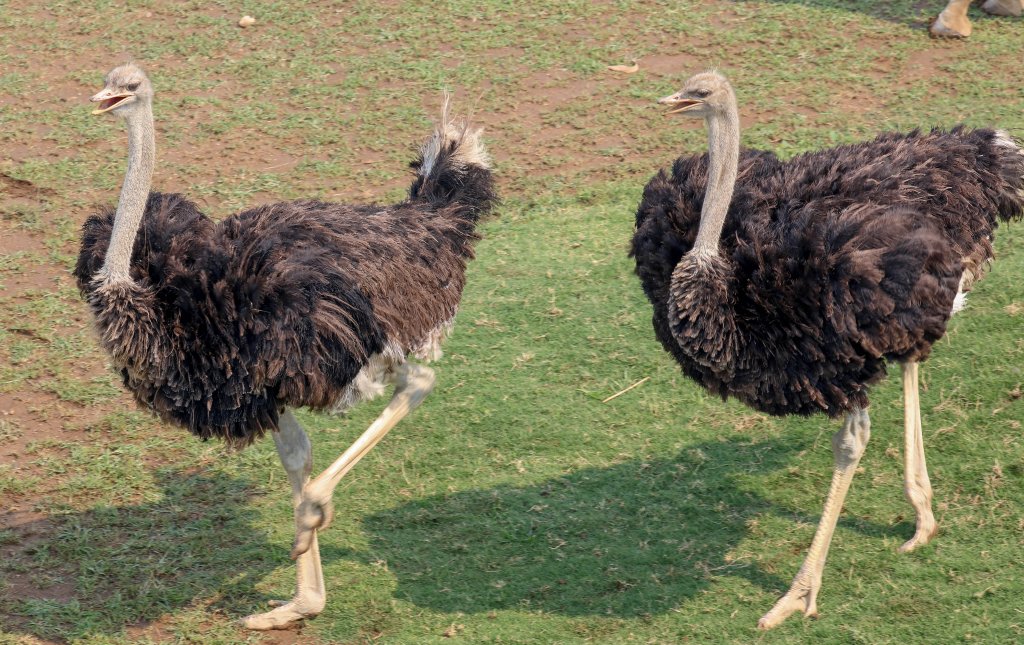 Ostriches