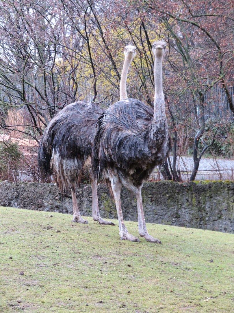Ostriches